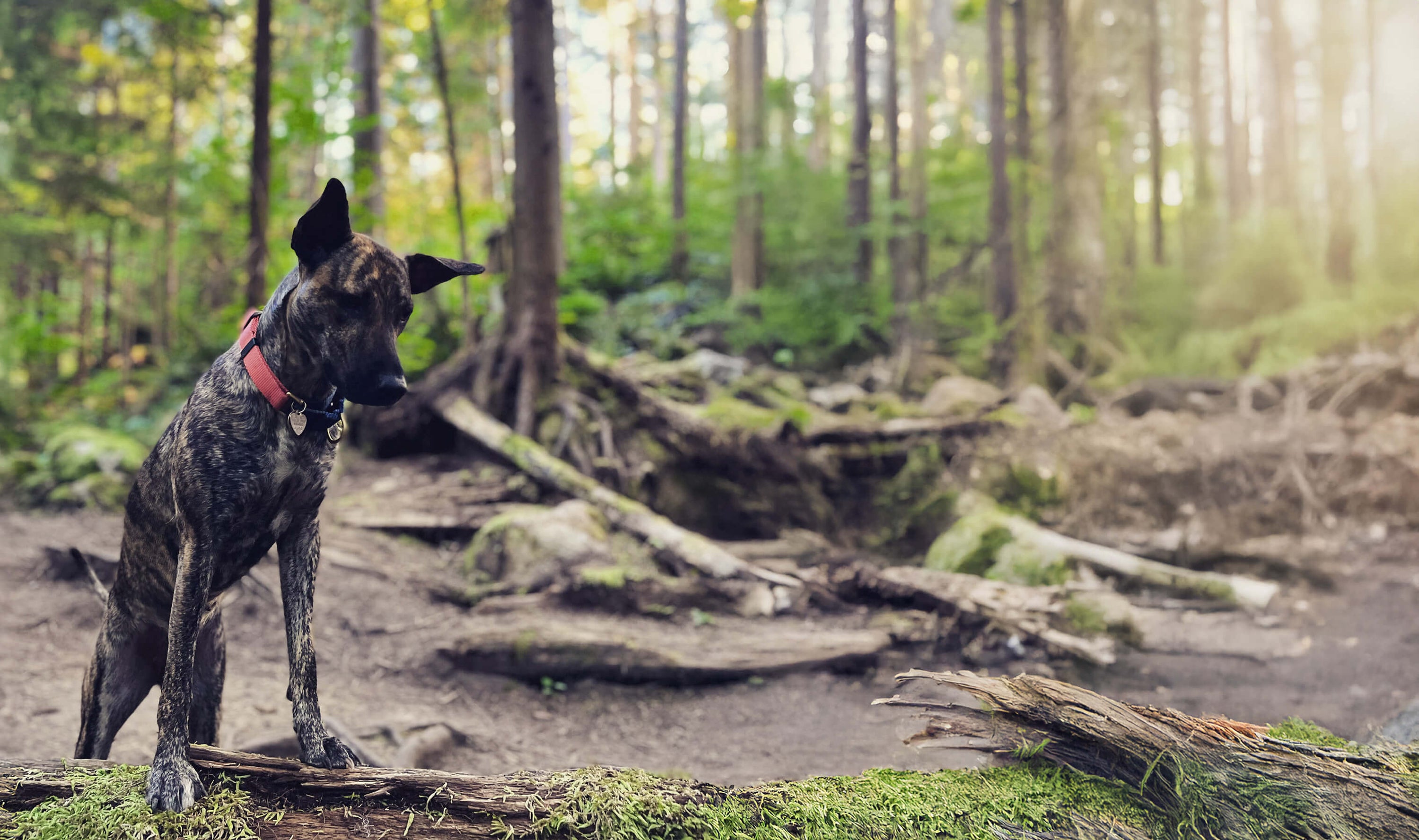 Pack Like Alma: Essential Gear for Mountain Adventures