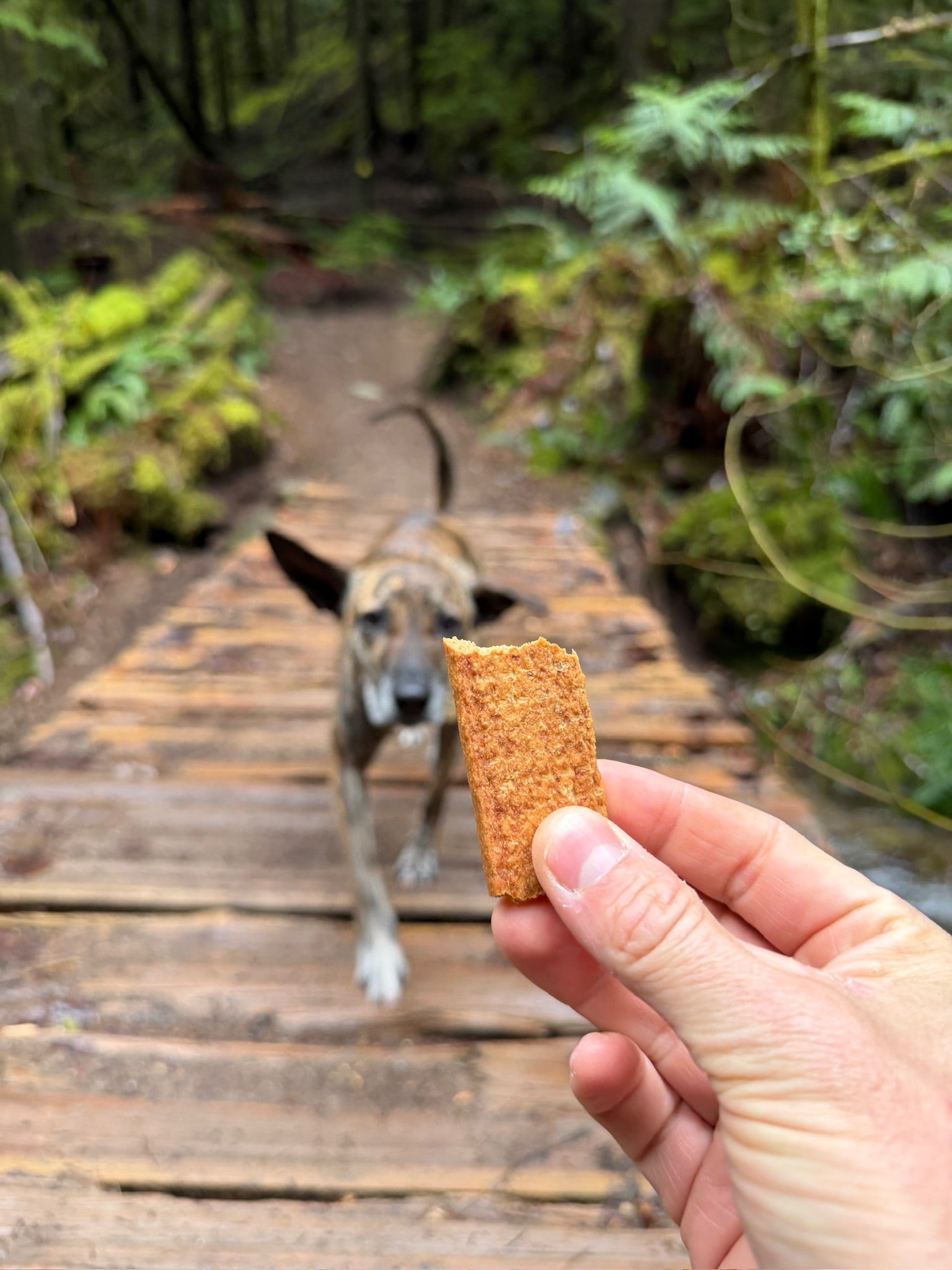 Your Complete Guide to Fuelling Your Adventure Dog