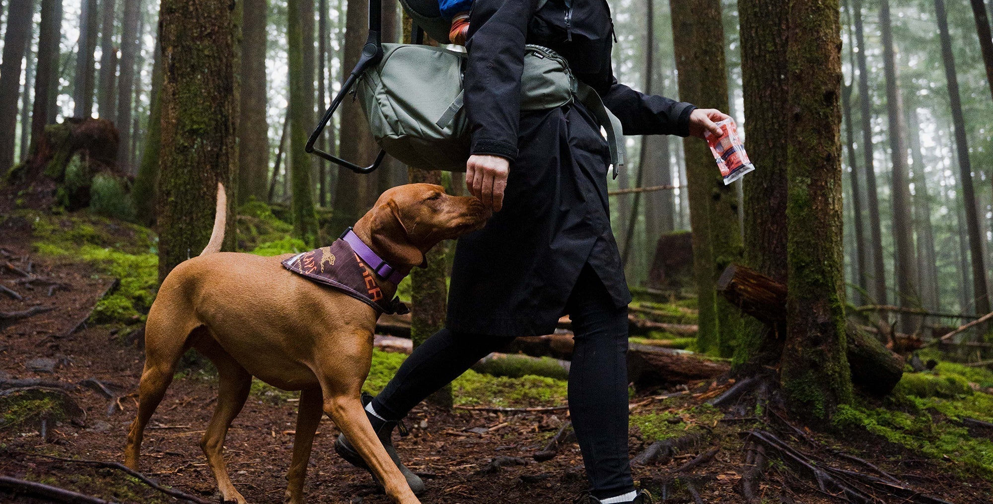 Best Dog-Friendly Trails in BC's Sea to Sky Corridor