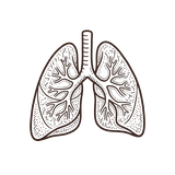 Beef Lung