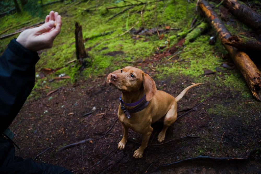 Earned on the trail