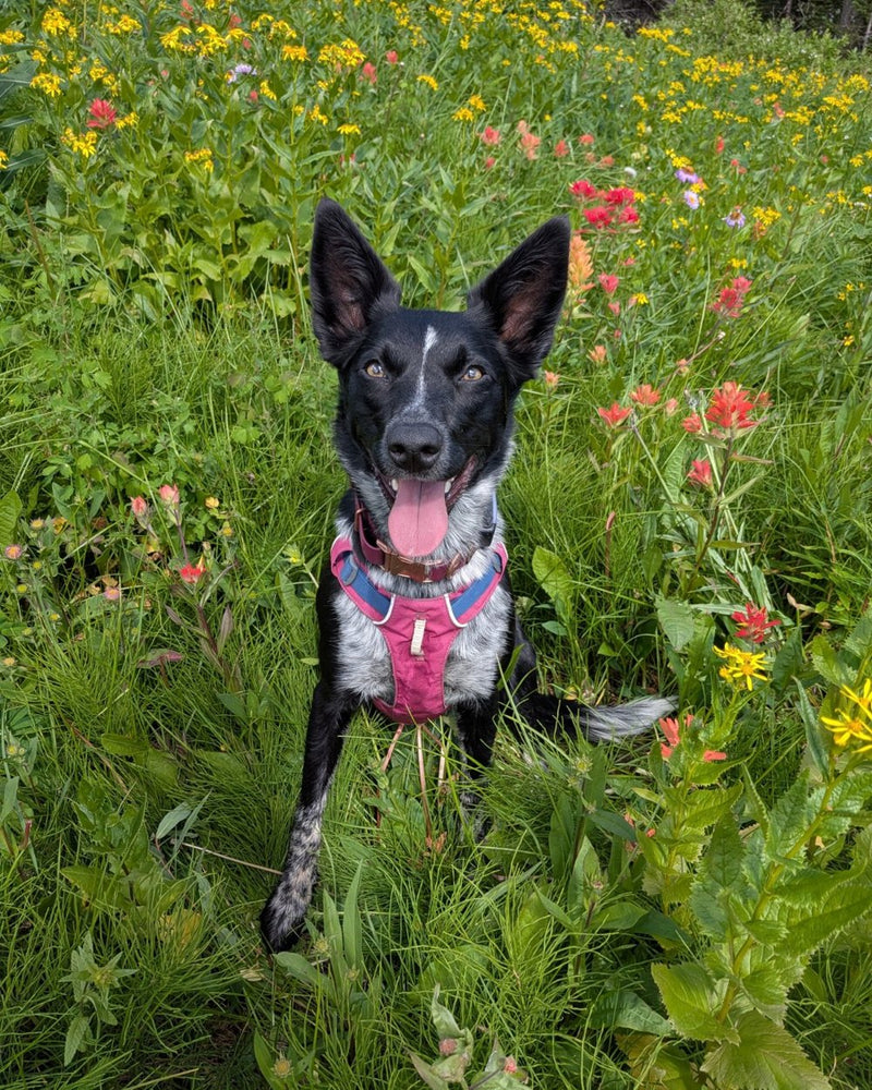 Basil, Fort St. John, BC