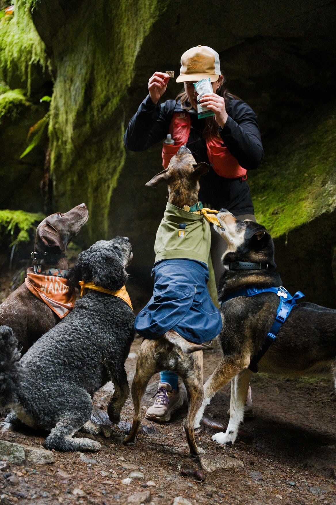 Person giving a FRAPS bar to a dog in a green jacket with other dogs in a natural setting.